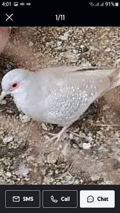 4 dove breeder pair