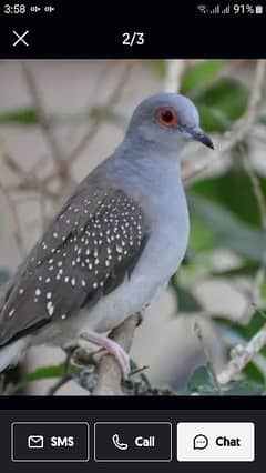 dove breeder pair 3 jory