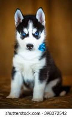 Husky puppies imported parents