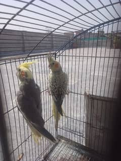 Cocktail Breeder Pair for Sale