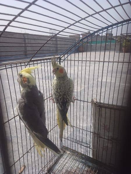 Cocktail Breeder Pair for Sale 0