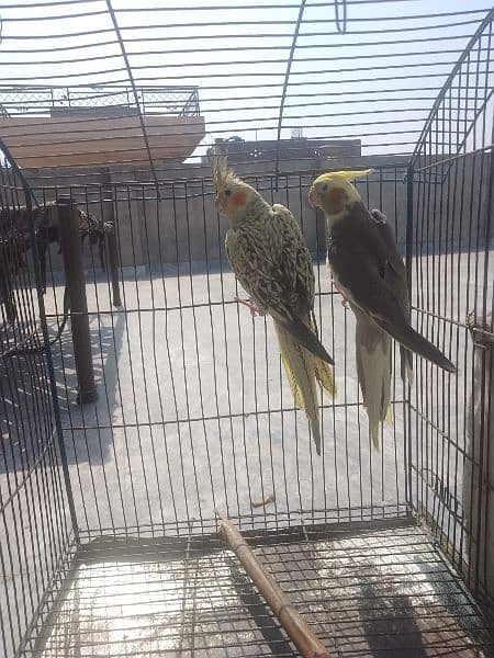 Cocktail Breeder Pair for Sale 1