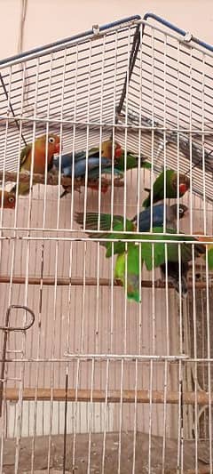 love birds adult or breeder piece available for sale
