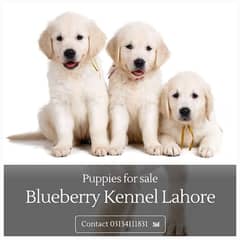 British Labrador Puppies pedigree