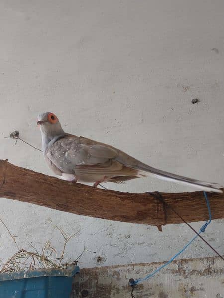 Red dove breeder piar's 6