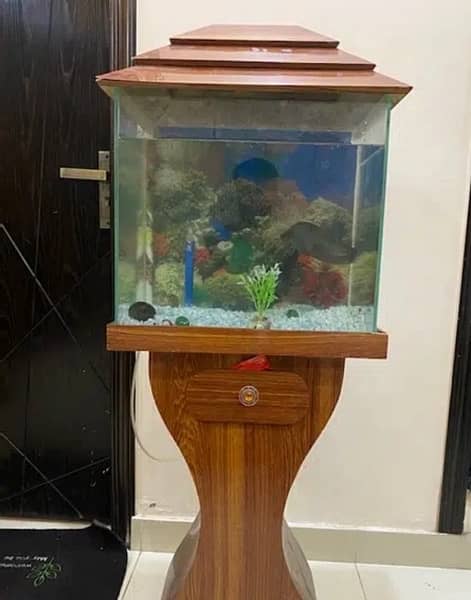 Fish aquarium 1