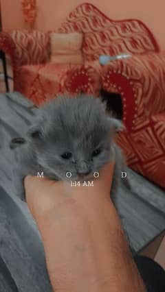 Persian Cat pure breed full fluffy kitten
