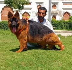 topline show high class quality gsd proper long coat male for sale