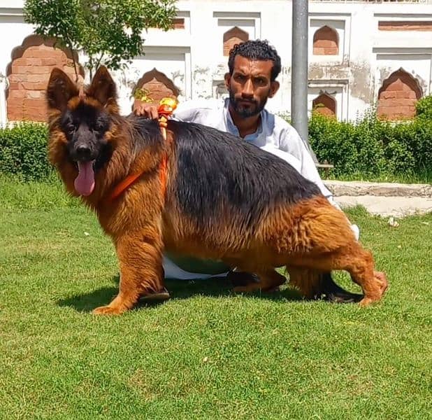 topline show high class quality gsd proper long coat male for sale 0
