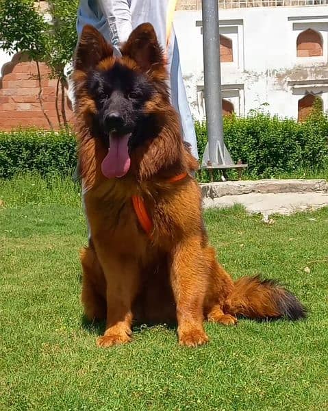 topline show high class quality gsd proper long coat male for sale 1