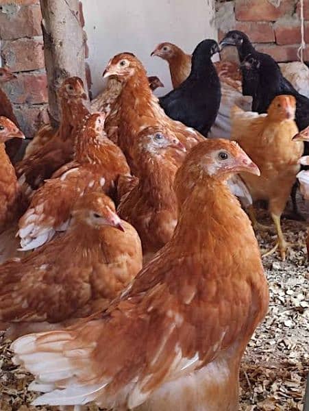 Golden Misri | RIR Chicks | Australorp chicks 6
