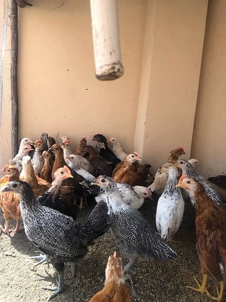 Golden Misri | RIR Chicks | Australorp chicks 9