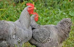 Golden Misri | RIR Chicks | Australorp chicks