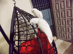 Goffin cockatoo extreme tame and mimicking DNA pair 0