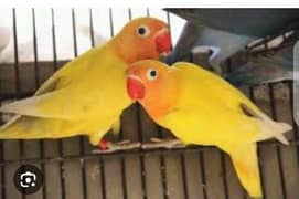 Love Birds parrots Latino