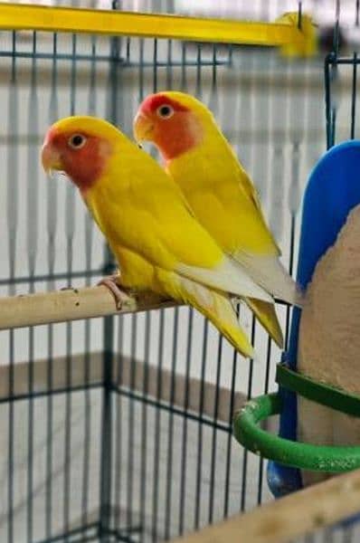 Love Birds parrots Latino 1
