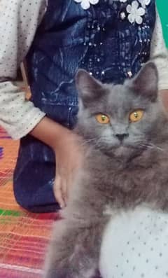 colour grey and bron cat ch male age 4 month
