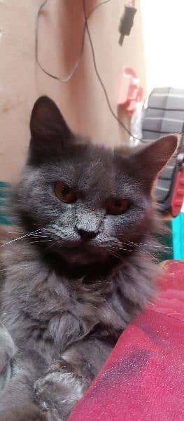 colour grey and bron cat ch male age 4 month 1