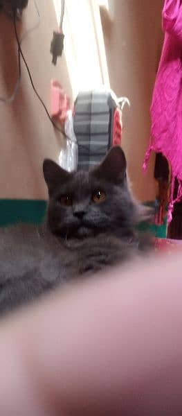 colour grey and bron cat ch male age 4 month 2