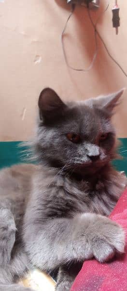 colour grey and bron cat ch male age 4 month 3