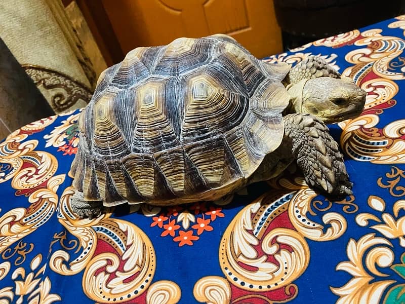African sulcata tortoise 0