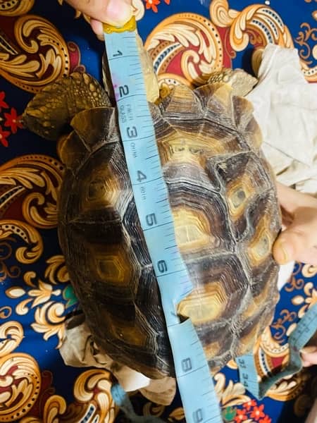 African sulcata tortoise 3