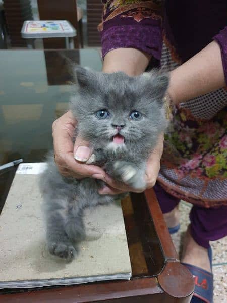 Persian kittens male female for sale 0