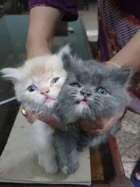 Persian kittens male female for sale 1