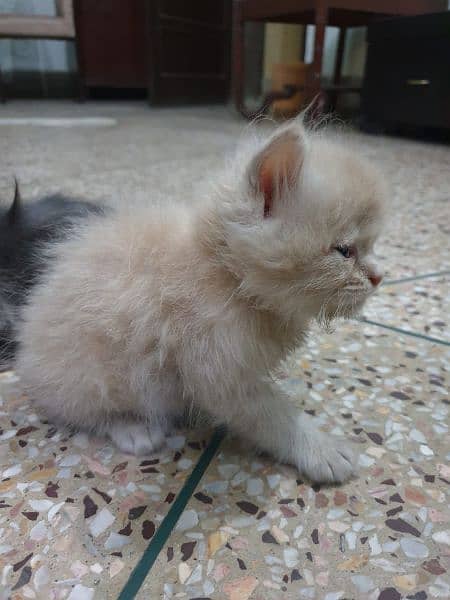 Persian kittens male female for sale 2