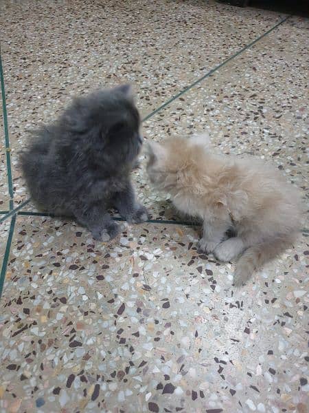 Persian kittens male female for sale 3