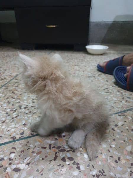 Persian kittens male female for sale 4