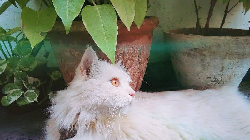 Male cat for sale 1