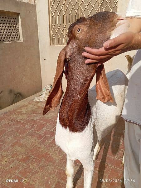 Qurbani goats available for new Shelter. 1