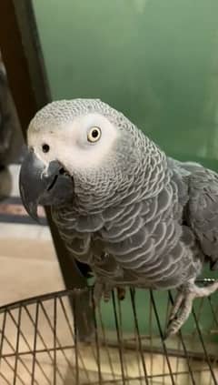 03482301876call whatsapp African Gray Parrot Argent for Sale