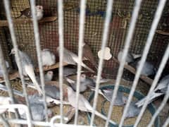 Common White tail Dove for Sale (Qty 90-100)