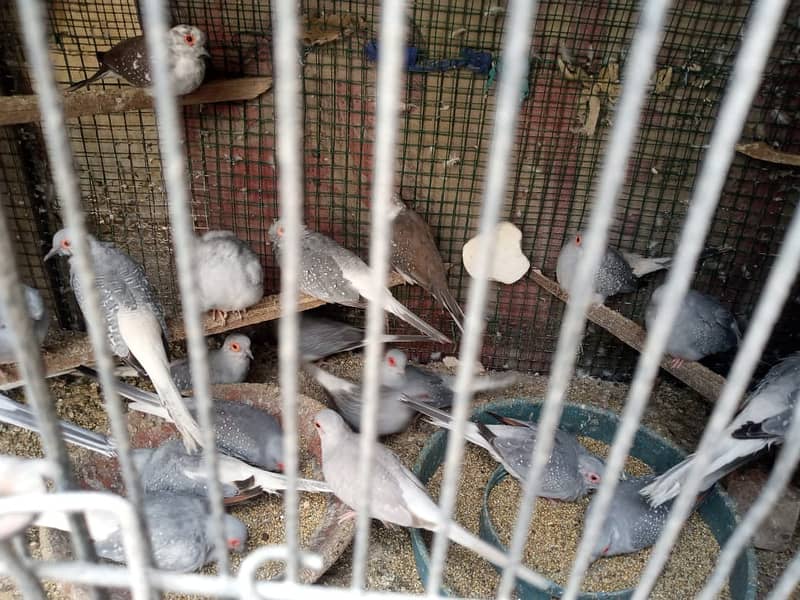 Common White tail Dove for Sale (Qty 90-100) 0