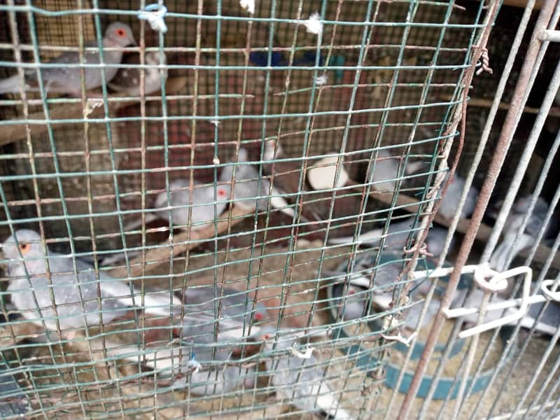 Common White tail Dove for Sale (Qty 90-100) 1
