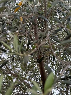 Olive Plants with fruits  for sale