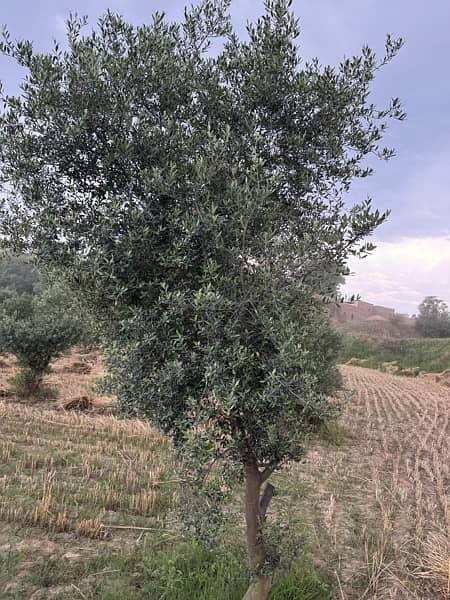 Olive Plants with fruits  for sale 2