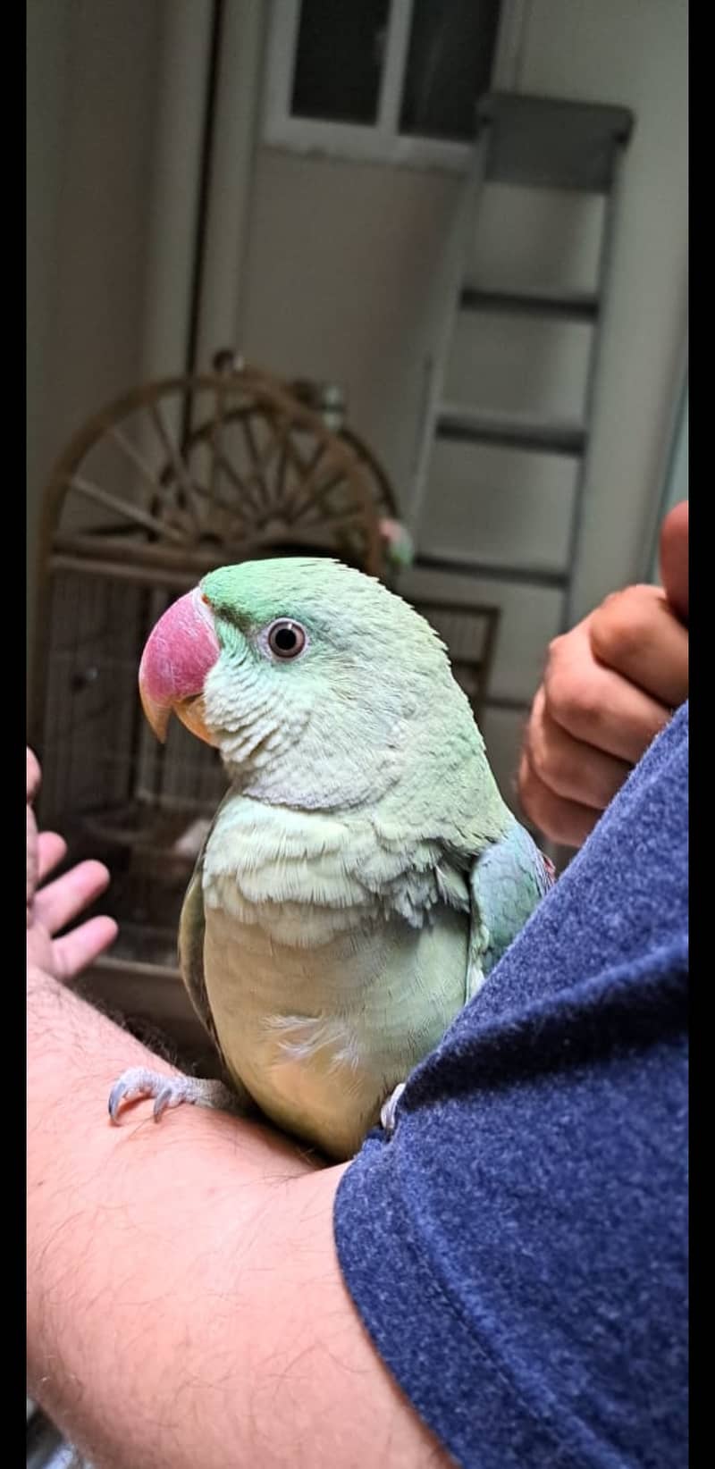 Alexander parrot (raw parrot) for sale in islamabad 0