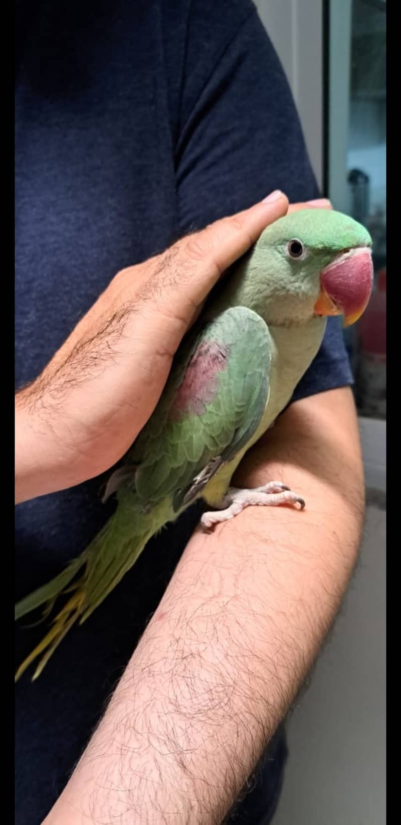 Alexander parrot (raw parrot) for sale in islamabad 1