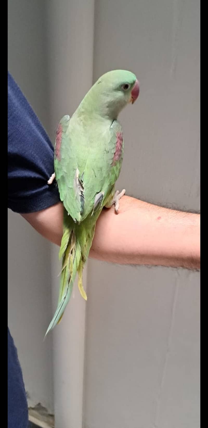 Alexander parrot (raw parrot) for sale in islamabad 2