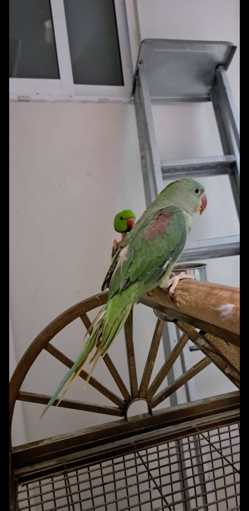 Alexander parrot (raw parrot) for sale in islamabad 3