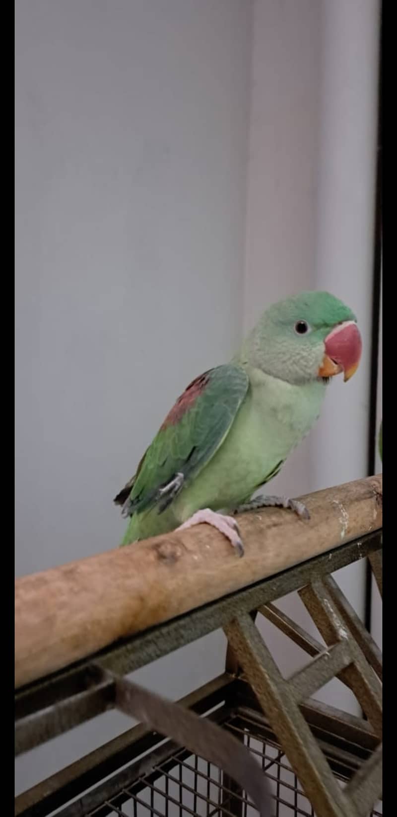 Alexander parrot (raw parrot) for sale in islamabad 4