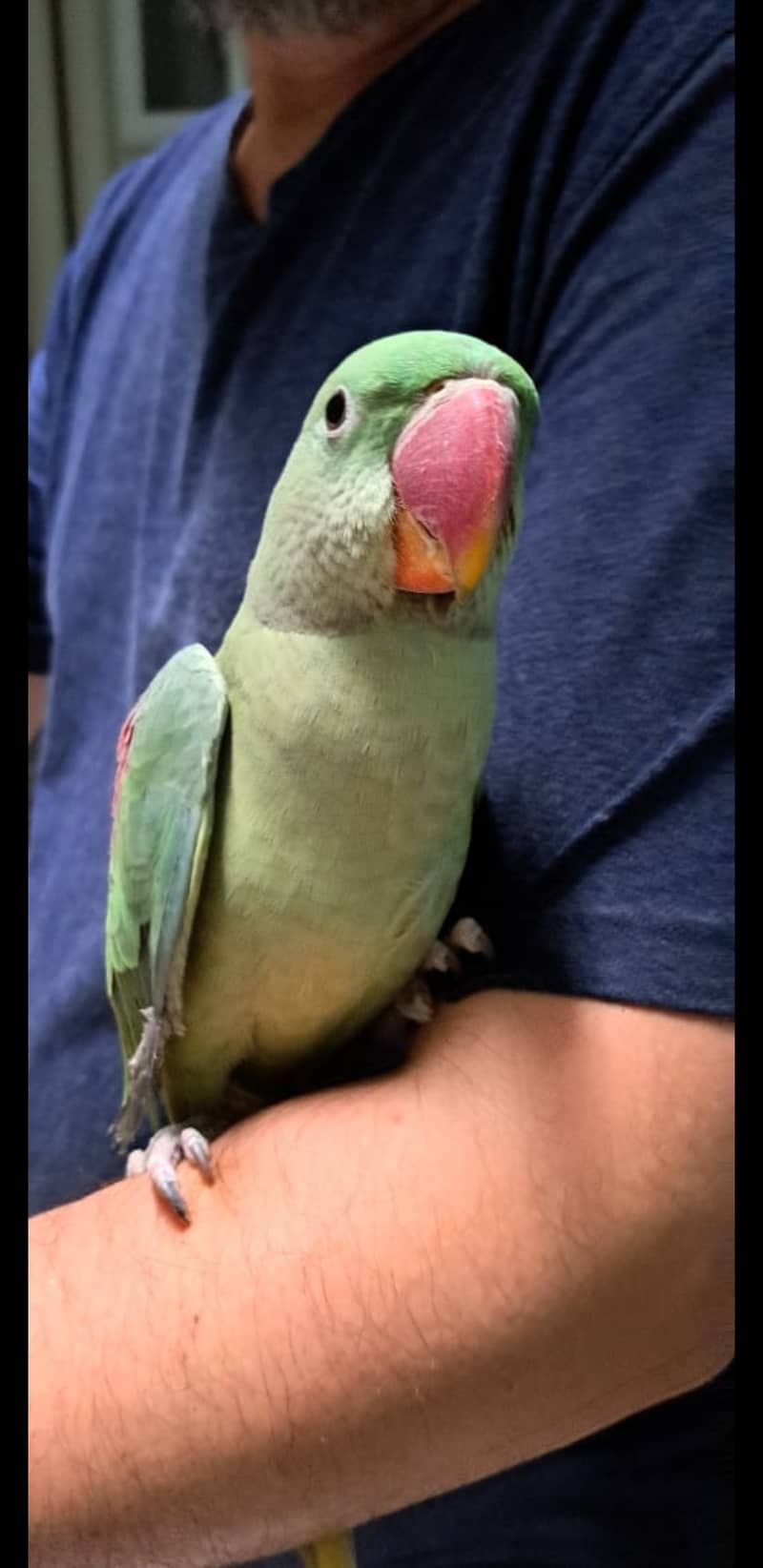 Alexander parrot (raw parrot) for sale in islamabad 5