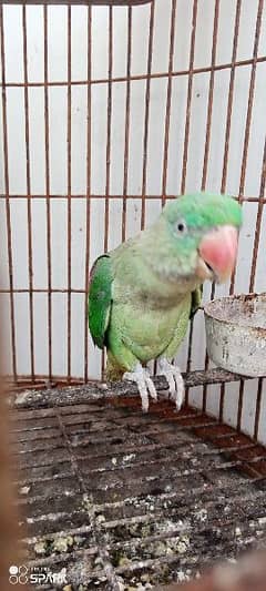 Row parrot sale contact 03322149753