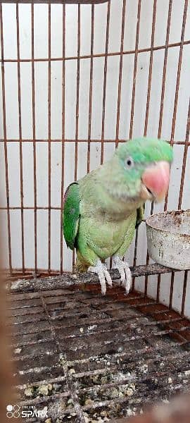 Row parrot sale contact 03322149753 0