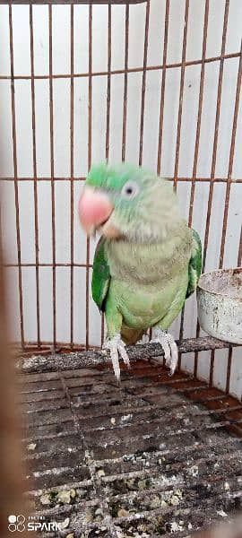 Row parrot sale contact 03322149753 1