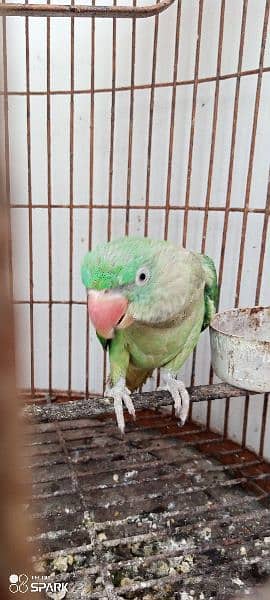 Row parrot sale contact 03322149753 2