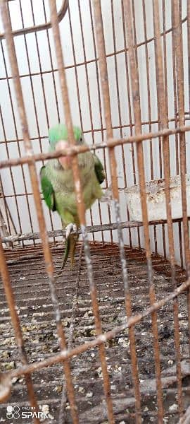 Row parrot sale contact 03322149753 3